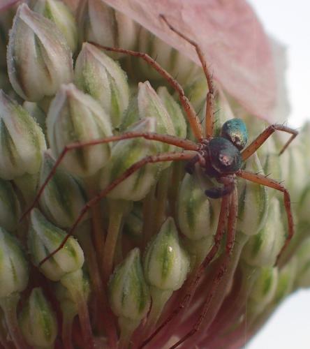 Philodromus sp.